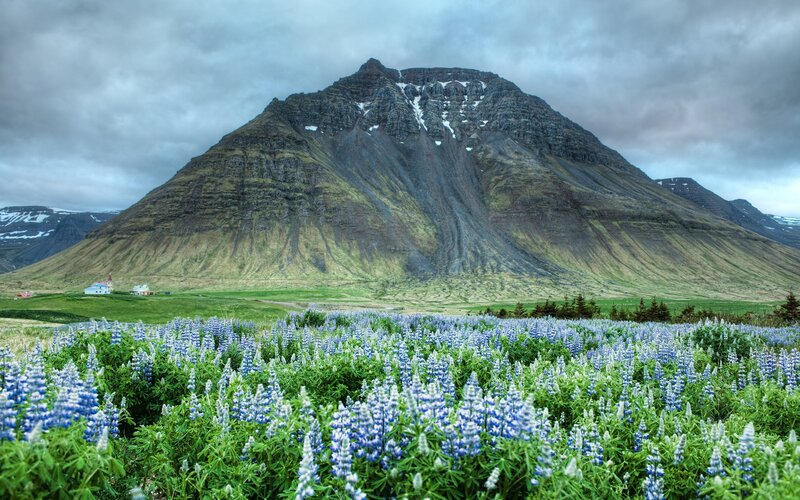 Blue Lupine Flowers — Green, Dramatic