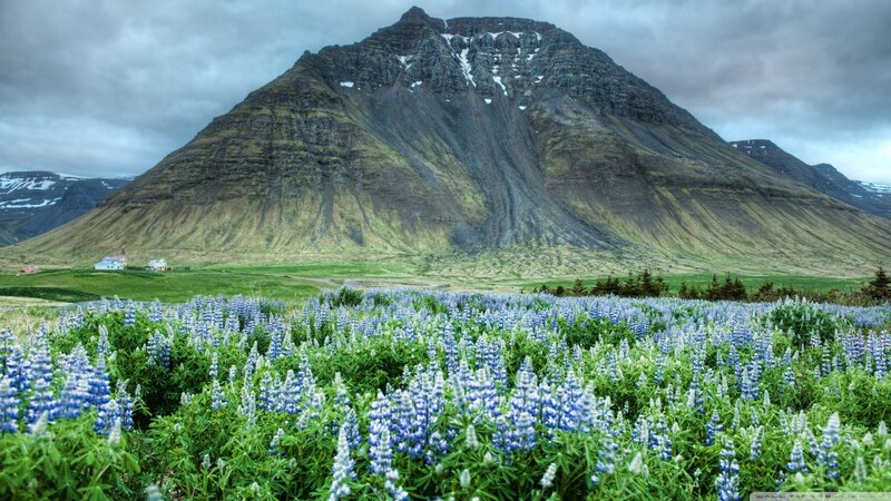 Blue Lupine Flowers — Green