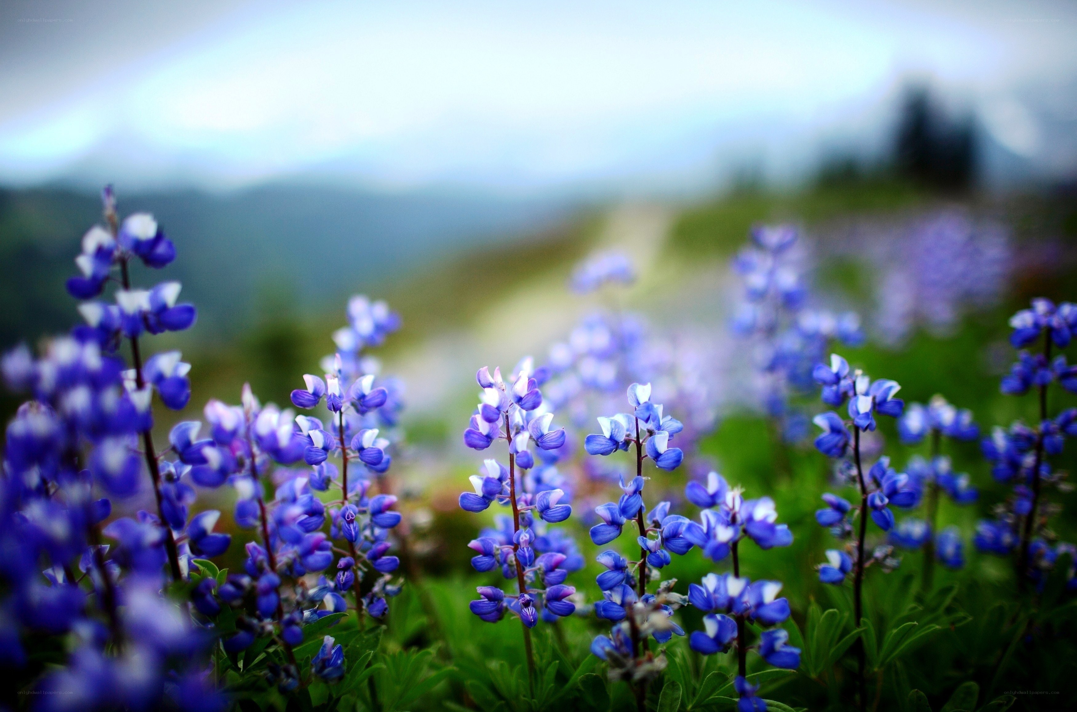 Blue Lupine Flowers in a Field