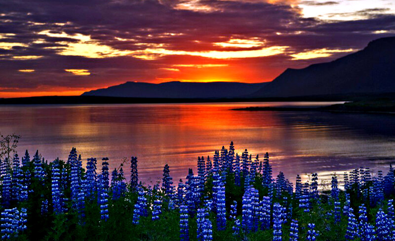 Blue Lupine Flowers — Purple
