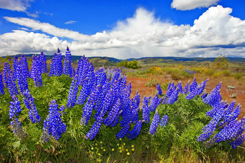 Blue Lupine Flowers — Serene, Afternoon
