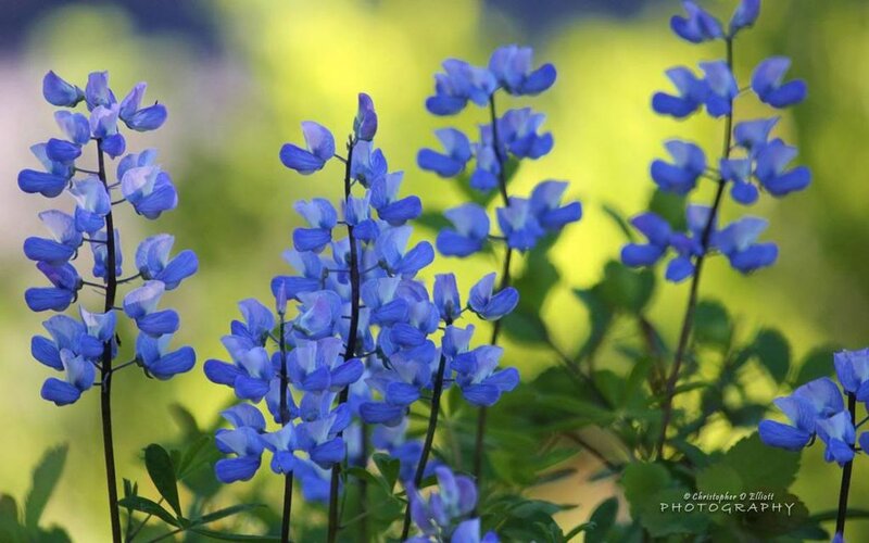 Blue Lupine Flowers — Serene, Spring, Photograph, Stems
