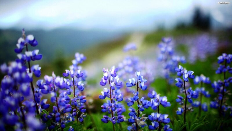 Blue Lupine Flowers — Serene, Spring, Photograph