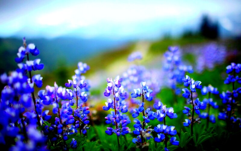 Blue Lupine Flowers — Serene, Spring
