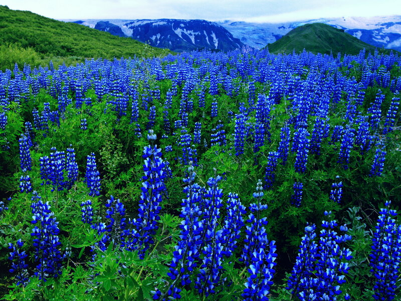 Blue Lupine Flowers — Serene, Summer