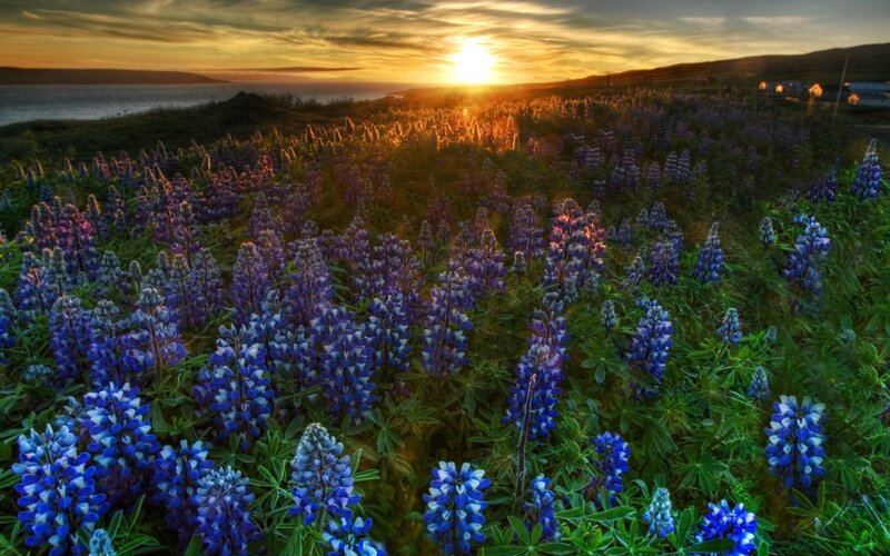 Blue Lupine Flowers — Serene, Sunset