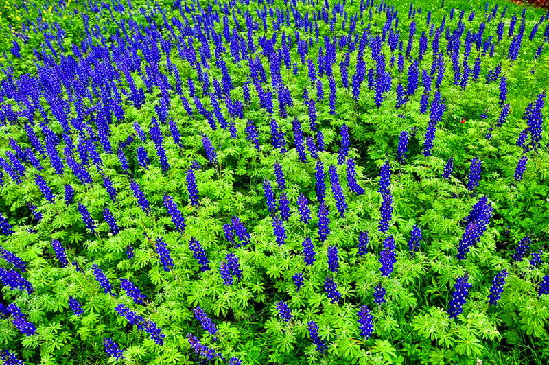 Blue Lupine Flowers — Serene