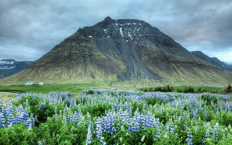 Blue Lupine Flowers