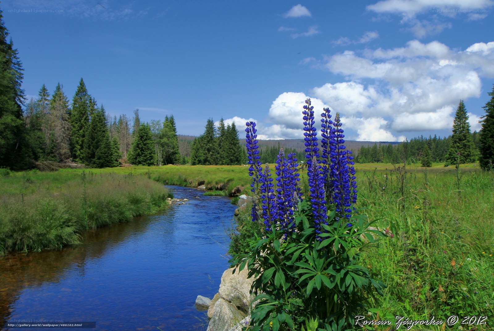 Blue Lupines by a River