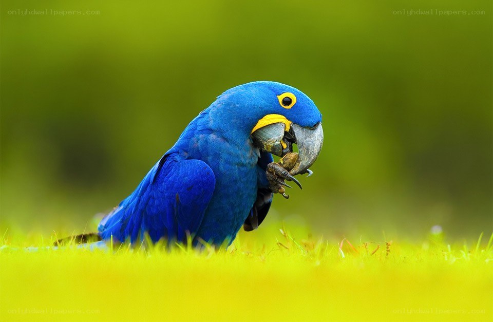 Blue macaw eating on grass
