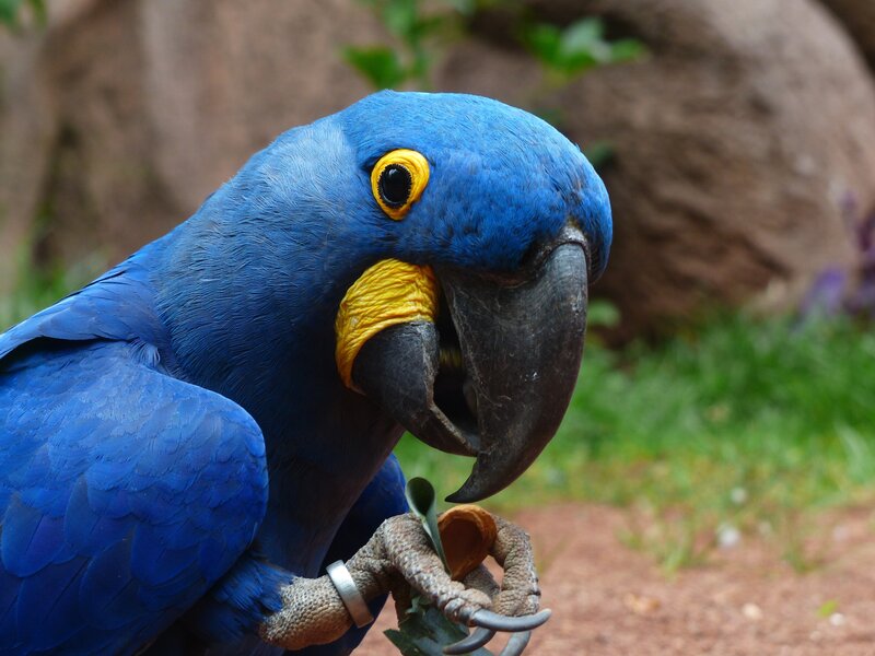 blue macaw holding leaf