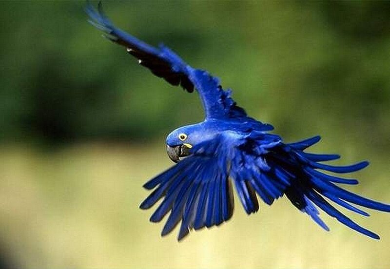 blue macaw in flight