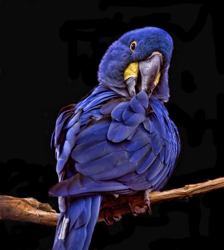 blue macaw on a branch
