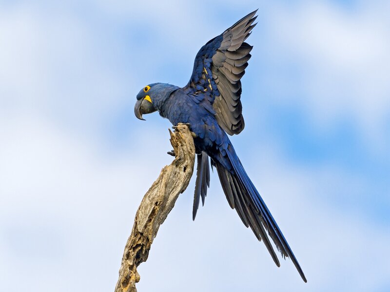 Blue macaw on a branch