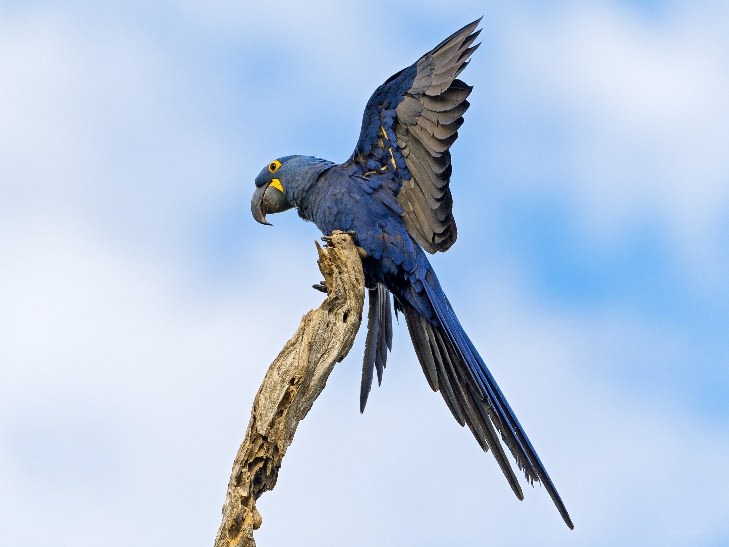 Blue macaw on a branch
