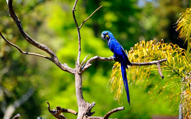 Blue Macaw on Branch — Calm, Afternoon
