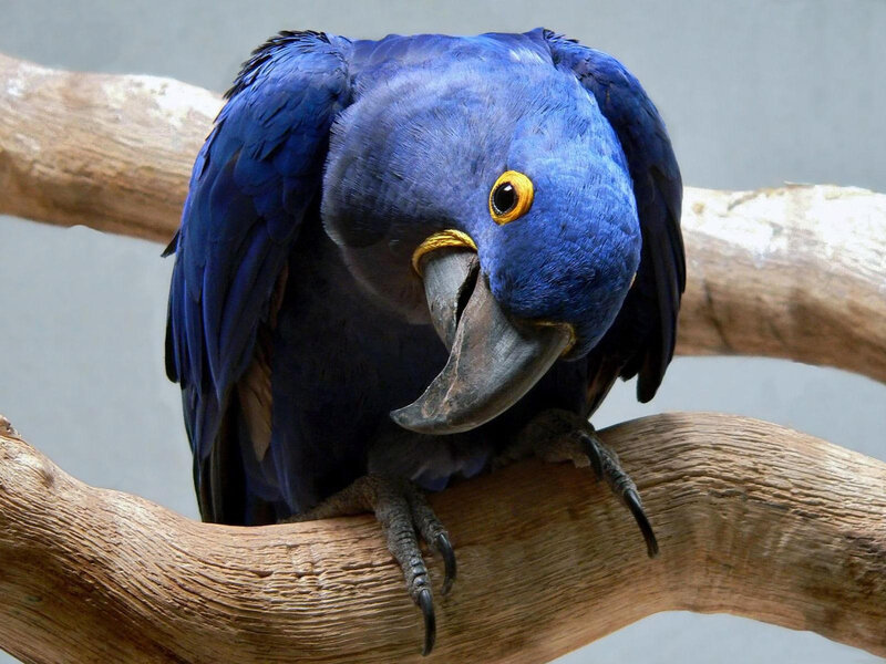 Blue Macaw on Branch — Calm, Photograph