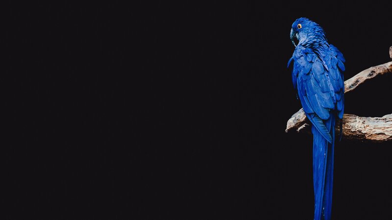 Blue Macaw on Branch — Dramatic