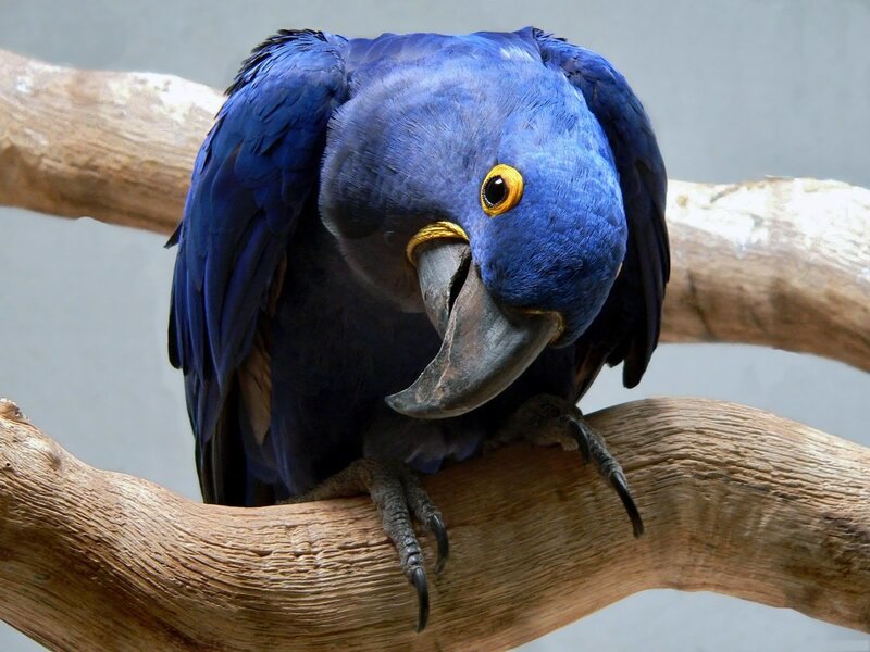 Blue Macaw on Branch
