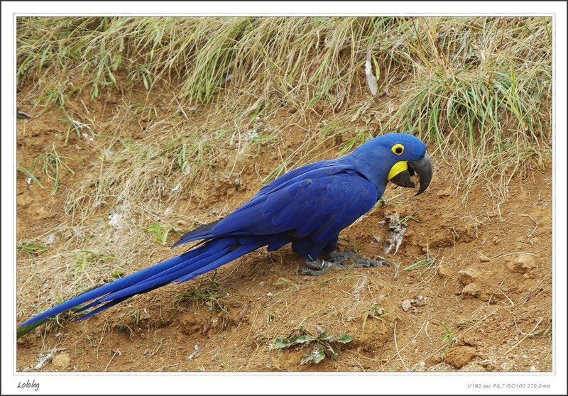 Blue Macaw on Ground