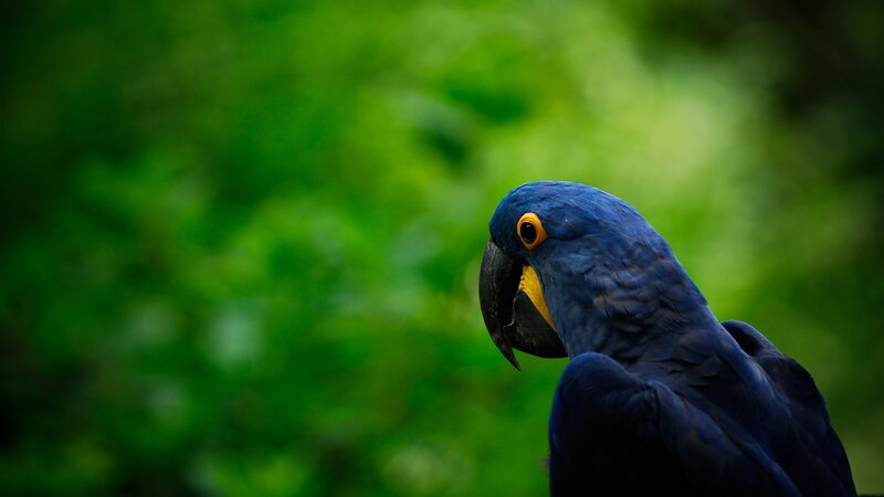 blue macaw parrot