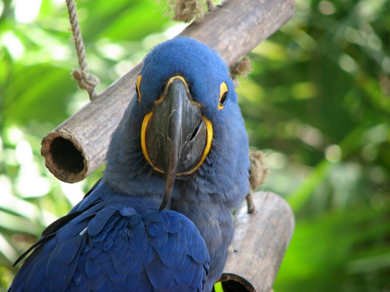 blue macaw parrot