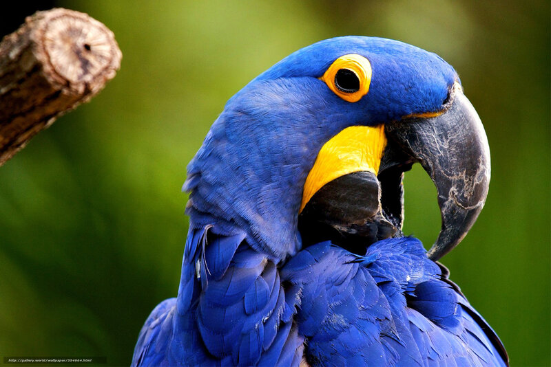 Blue Macaw Parrot — Calm, Photograph, Bird, Branch