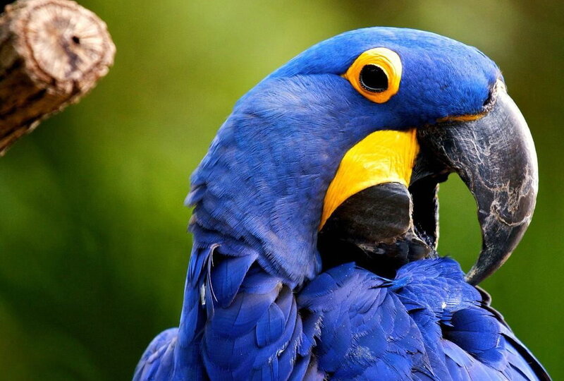 Blue Macaw Parrot — Calm, Photograph, Bird