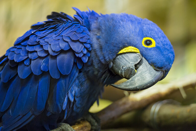 Blue Macaw Parrot — Calm, Photograph, Branch, Eye
