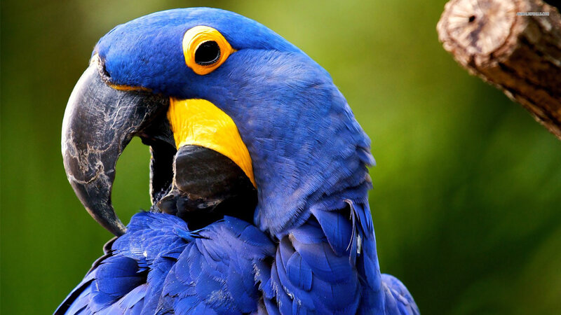 Blue Macaw Parrot — Calm, Photograph, Branch, Green Background