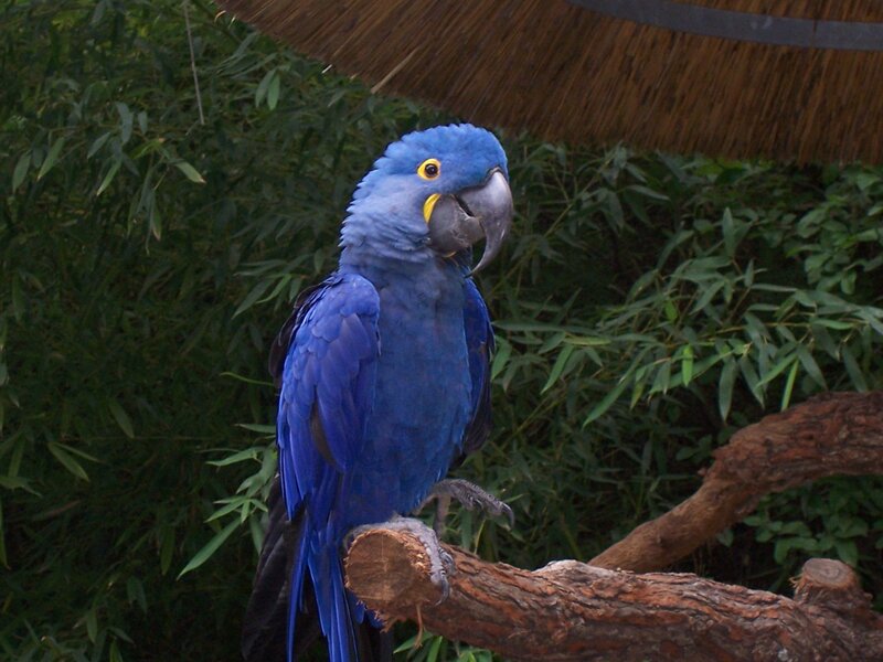 Blue Macaw Parrot — Calm, Photograph, Branch