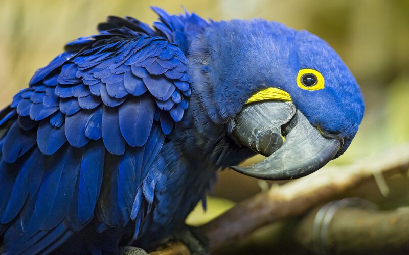 Blue Macaw Parrot — Calm, Photograph, Branch, Yellow