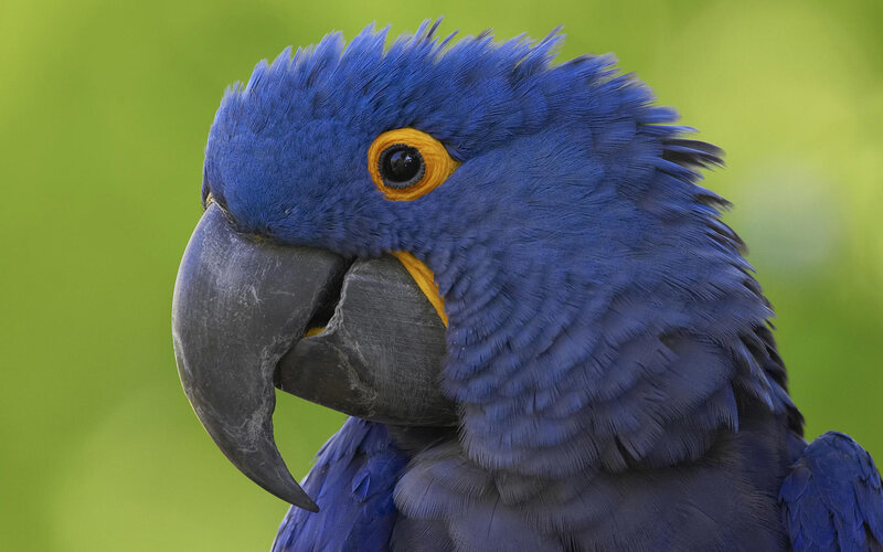 Blue Macaw Parrot — Calm, Photograph, Eye, Beak, Feathers, Green, Yellow
