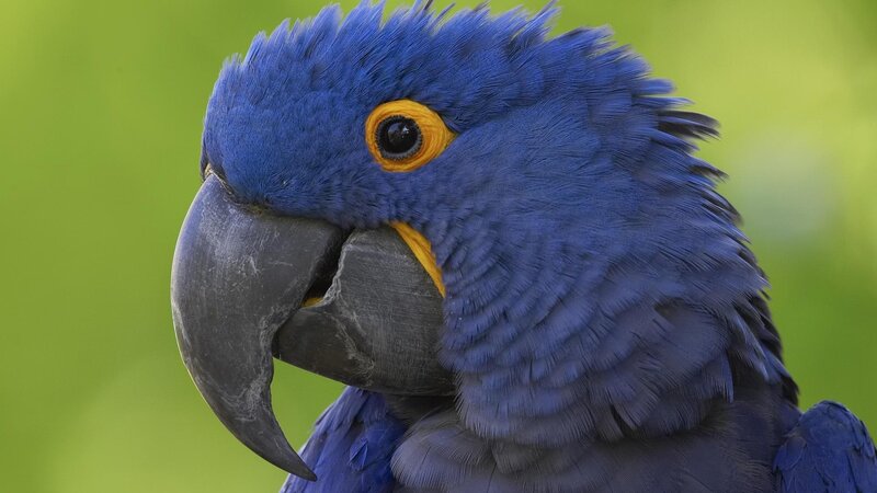 Blue Macaw Parrot — Calm, Photograph, Eye, Beak, Feathers