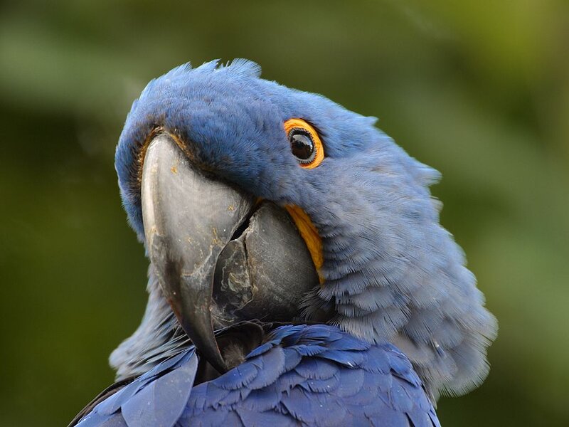Blue Macaw Parrot — Calm, Photograph, Eye, Beak
