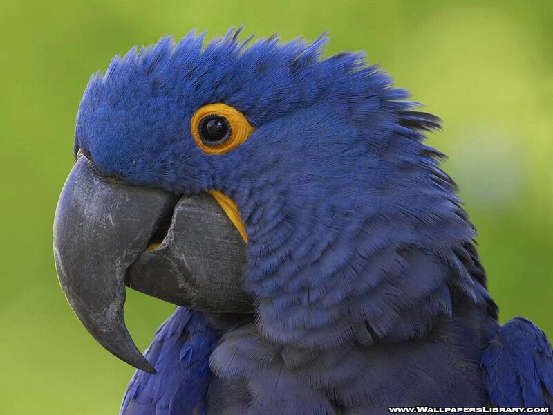 Blue Macaw Parrot — Calm, Photograph, Eye