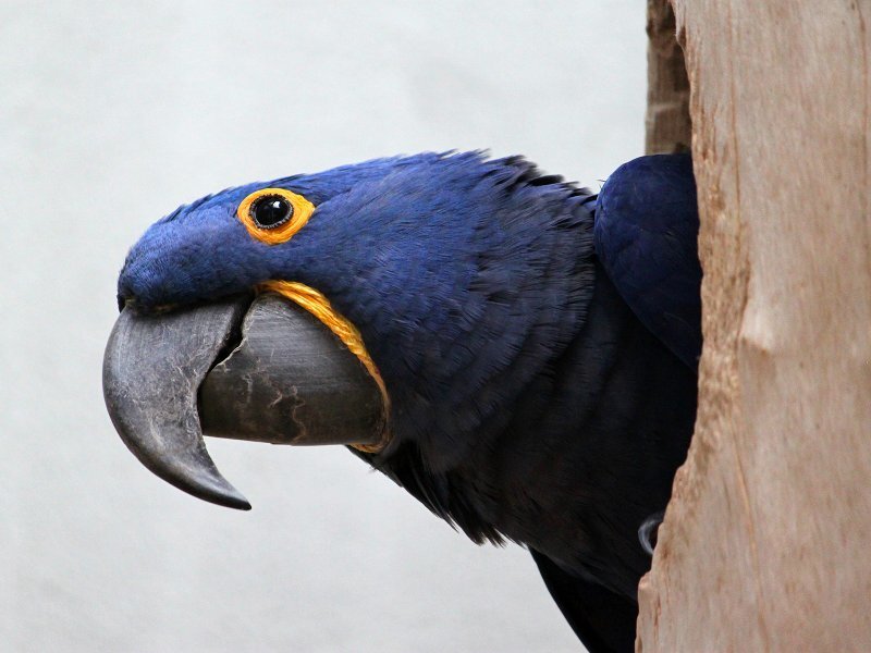 Blue Macaw Parrot — Calm, Photograph