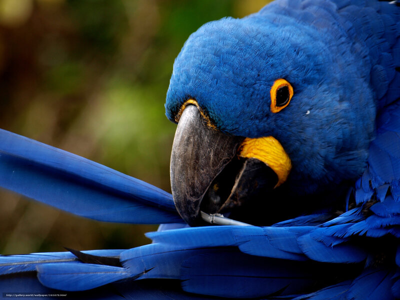 Blue Macaw Parrot — Calm, Photograph, Yellow Beak, Eye Ring