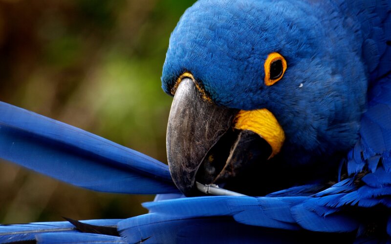 Blue Macaw Parrot — Calm, Photograph, Yellow Beak