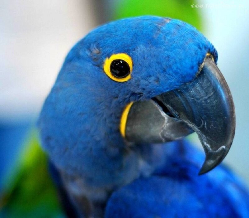 Blue Macaw Parrot — Calm, Photograph, Yellow Eye Ring