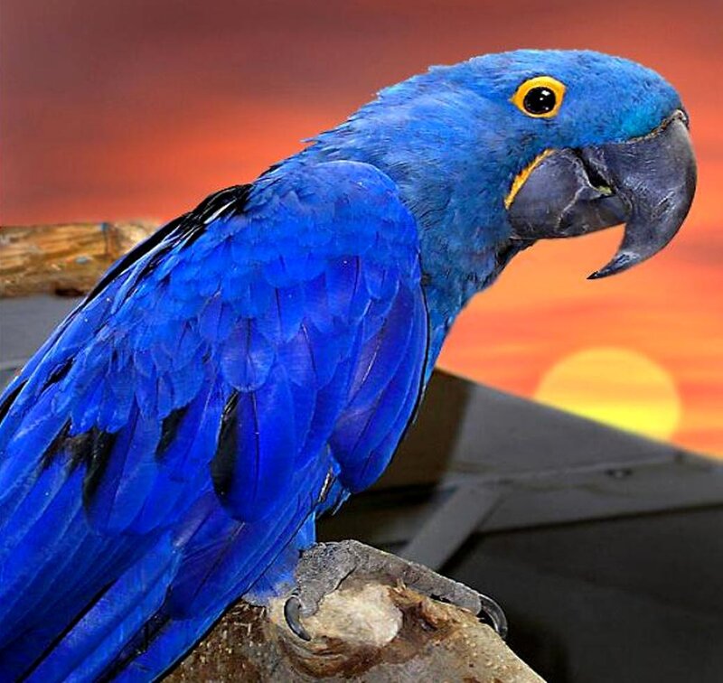 Blue Macaw Parrot — Dramatic