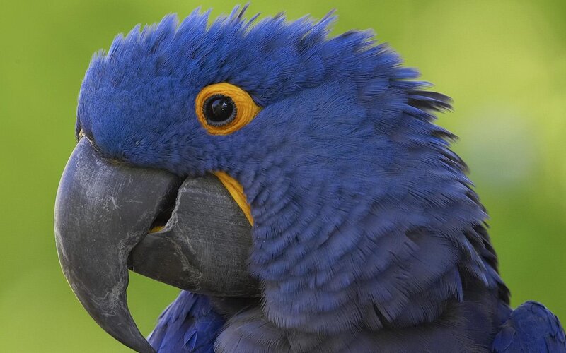 Blue Macaw Parrot — Green