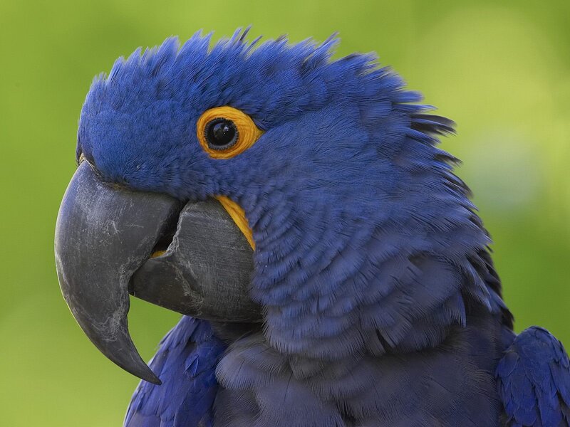 Blue Macaw Parrot — Yellow