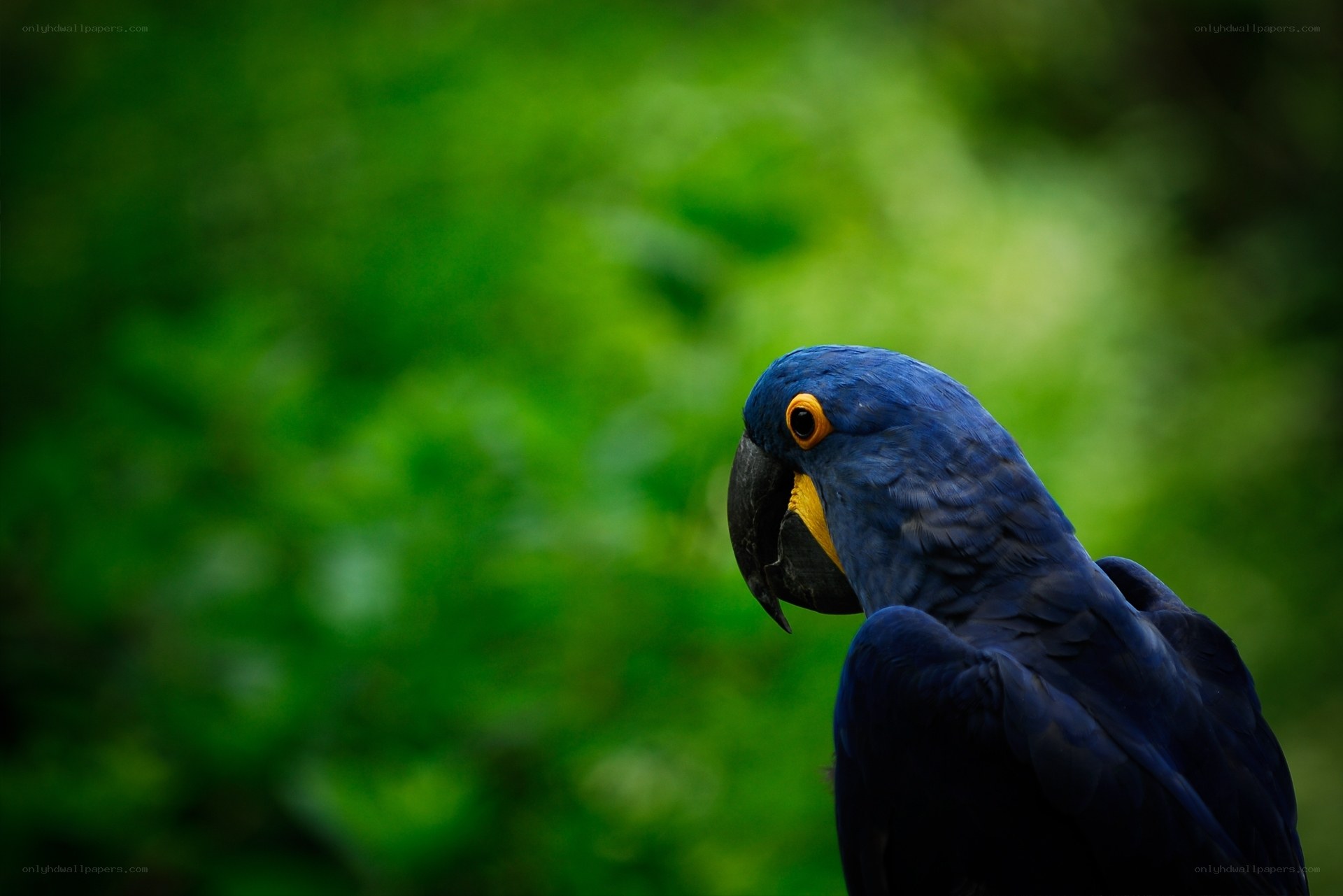 blue macaw parrot