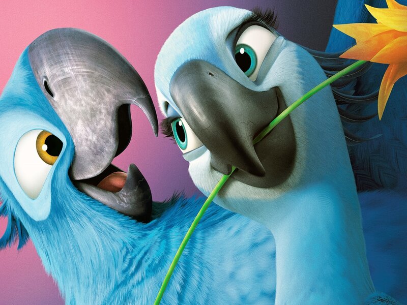 Blue Macaw Parrots
