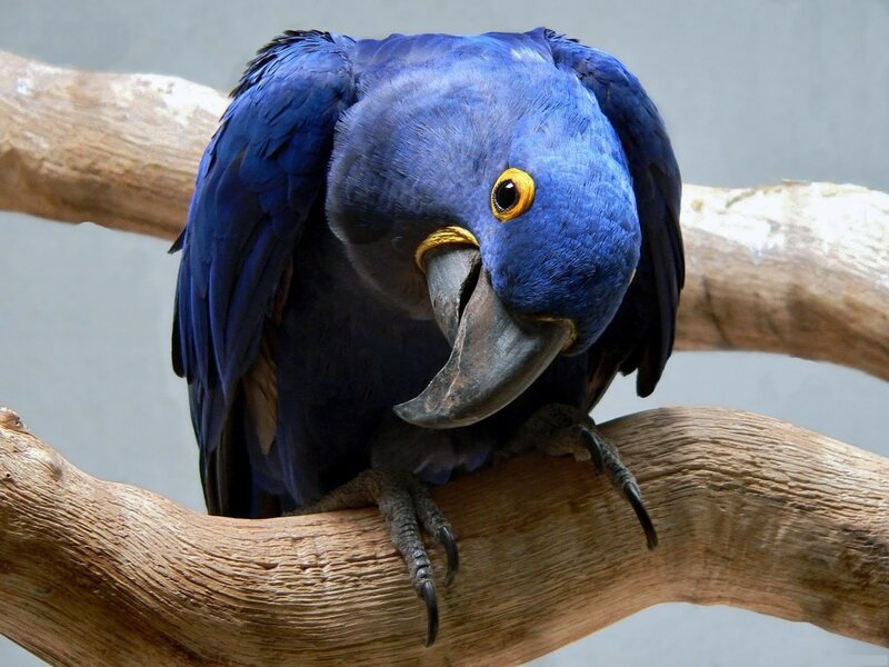 blue macaw perched on branch