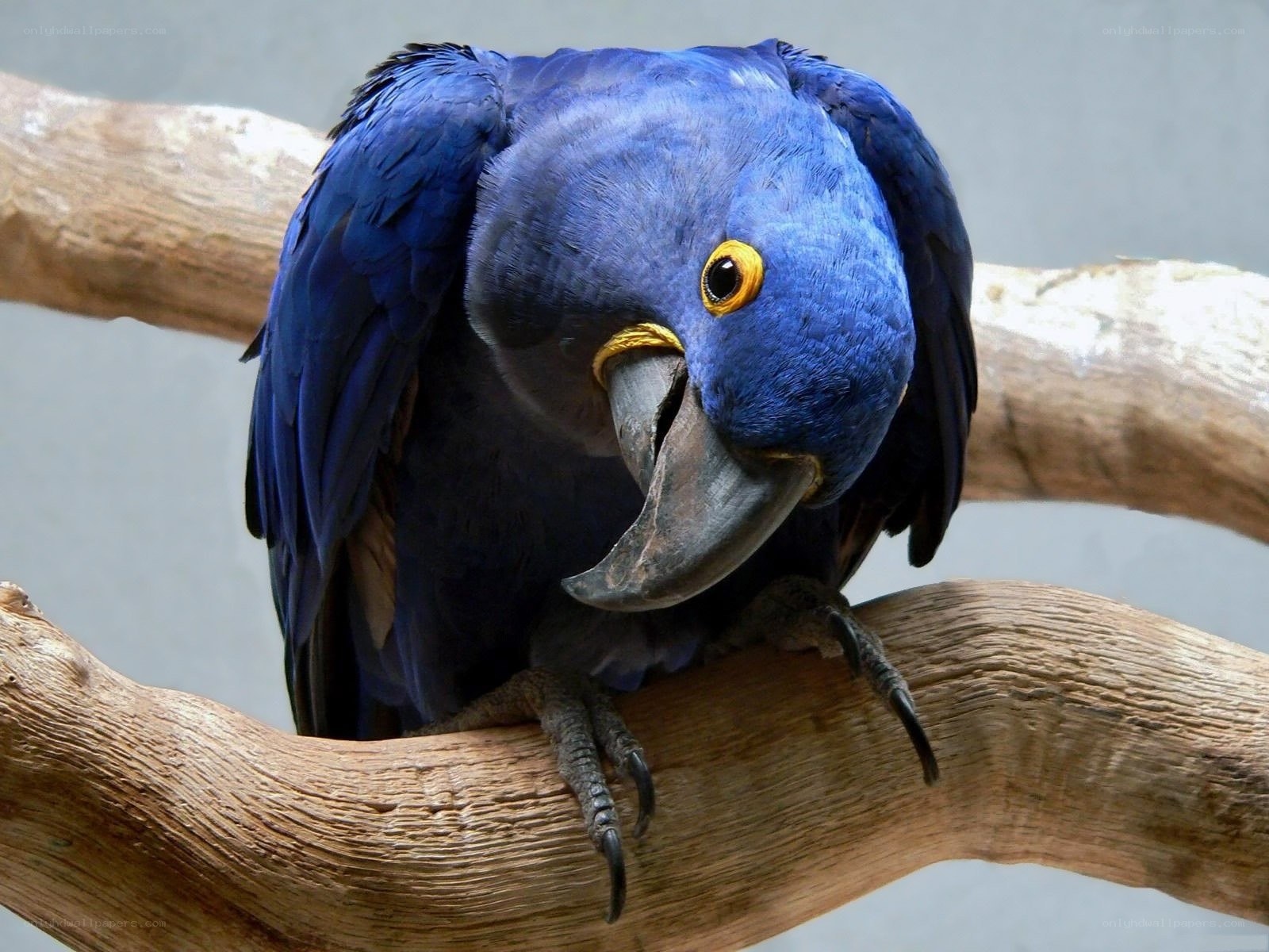 blue macaw perched on branch