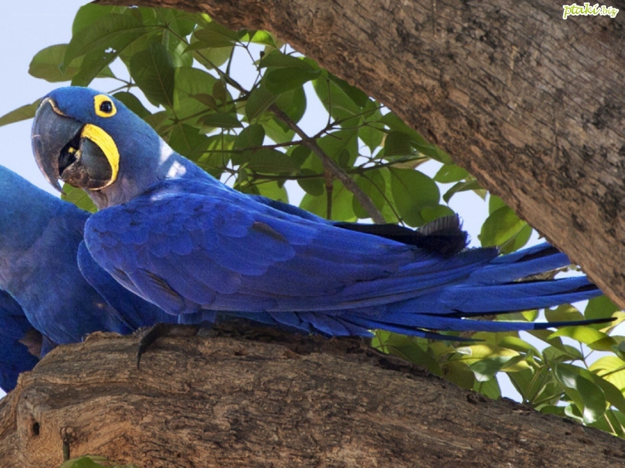 Blue macaw perched on tree