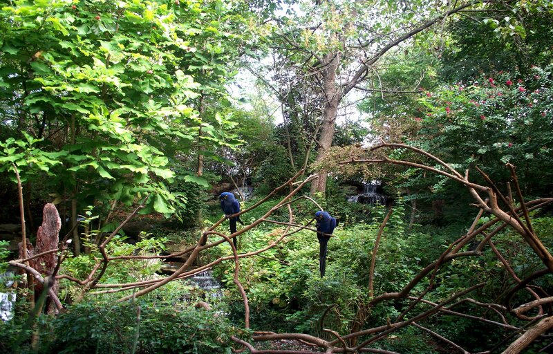 Blue Macaws in Forest
