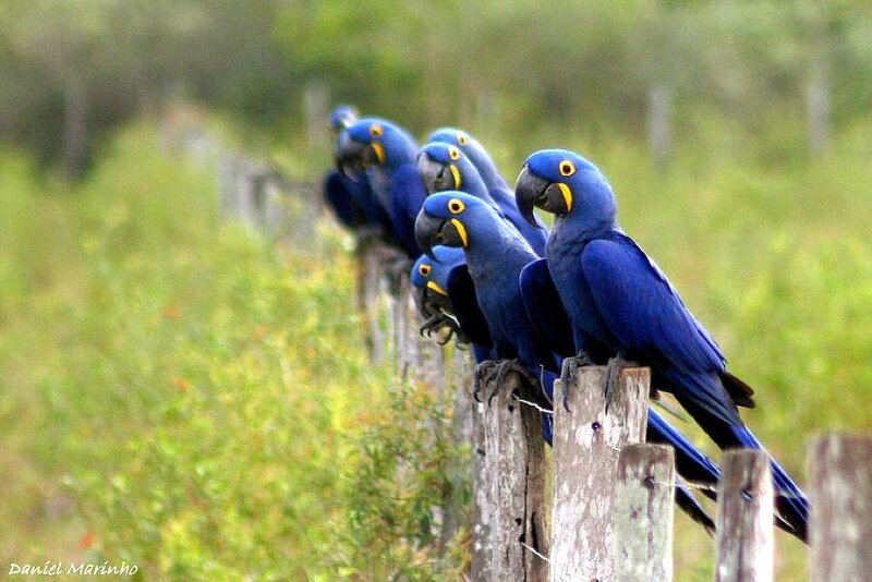 Blue macaws on a fence